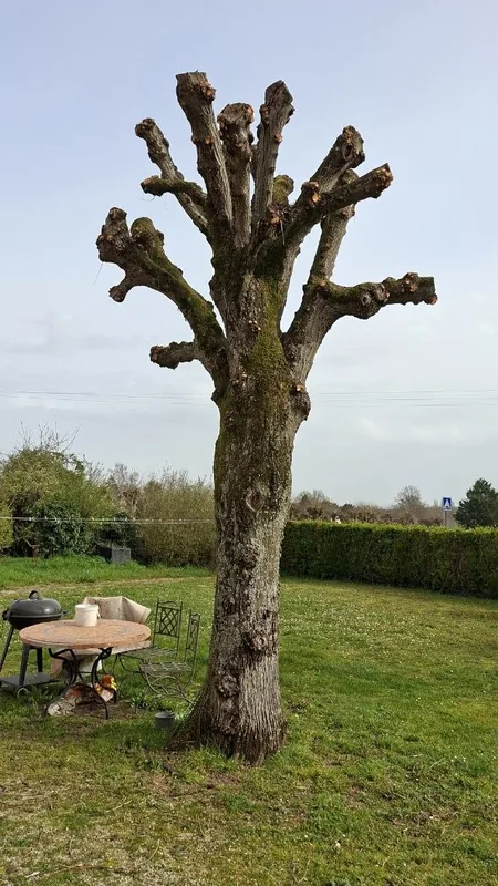Après : arbre élagué et terrain nettoyé
