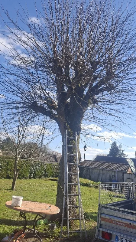 Avant : arbre à élaguer, avec l'échelle en place
