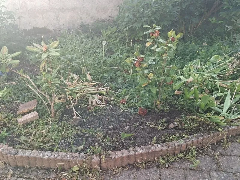 Avant : massif envahi par les mauvaises herbes